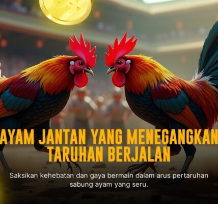Mengenal Ayam Aduan Paling Populer di SV388