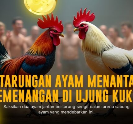 Mengenal Ayam Bangkok di Sabung Ayam SV388, Raja Pertarungan