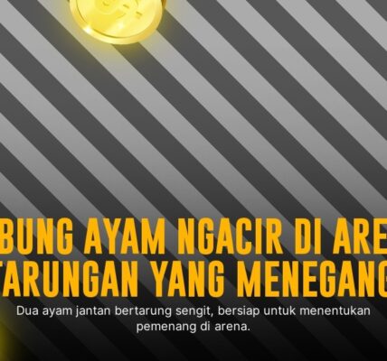 Keunikan Ayam Bangkok dalam Sabung Ayam SV388